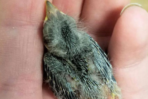 Người đàn ông say rượu gọi Uber cho... chim đi cấp cứu