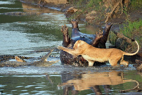 Sư tử đại chiến cá sấu giành xác chết hà mã