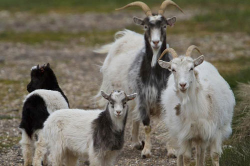 Top 3 con giáp dễ cầu được ước thấy, giàu nhanh ‘chóng mặt’ trong 10 ngày cuối tháng 5 Âm lịch