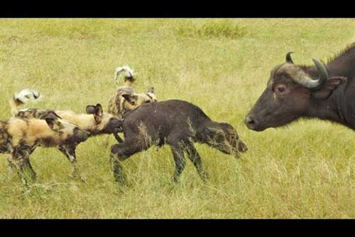 Chó hoang tinh ranh giết trâu con trước mặt trâu mẹ