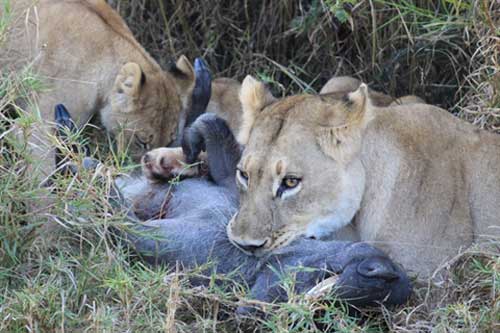 Số đen, lợn rừng bỏ mạng bởi gia đình sư tử