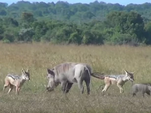 CLIP: Hai con chó rừng tấn công lợn bướu và cái kết