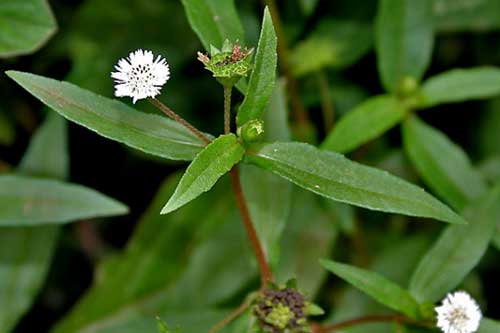 Cây mọc hoang ngoài đường nhưng chữa "bách bệnh"