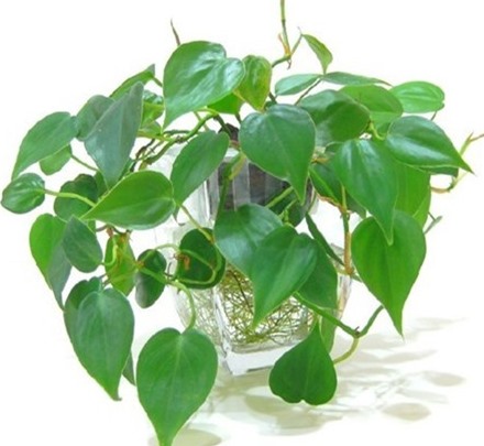 Có một loại cây cảnh hợp tất cả loại mệnh, mang lại tài lộc, may mắn, sức khỏe theo phong thủy, dễ trồng, giá rẻ giật mình