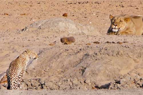 Sư tử "chơi lớn" săn báo đốm: Cái kết ngỡ ngàng