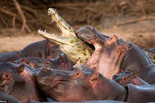 Săn hà mã con, cá sấu bị cả đàn cắn chết