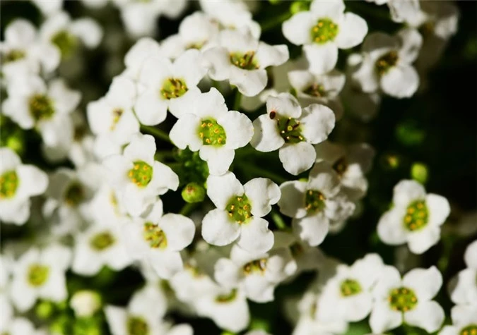 9 loài hoa treo giỏ rực rỡ nhất, dễ trồng nhất trong nhà - 2