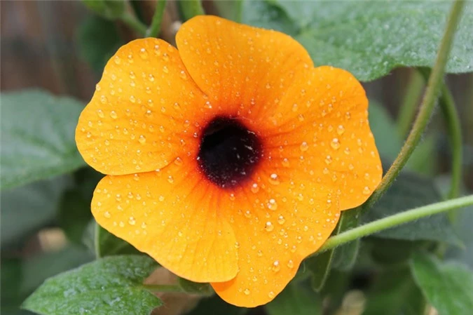 9 loài hoa treo giỏ rực rỡ nhất, dễ trồng nhất trong nhà - 3