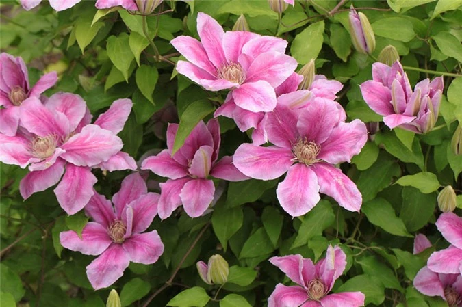 9 loài hoa treo giỏ rực rỡ nhất, dễ trồng nhất trong nhà - 4