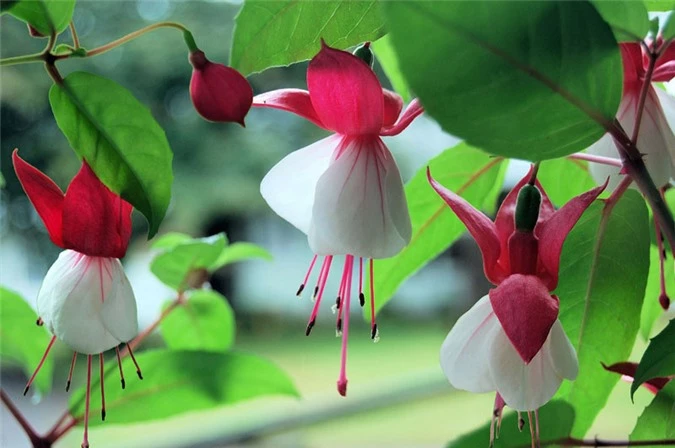 9 loài hoa treo giỏ rực rỡ nhất, dễ trồng nhất trong nhà - 5