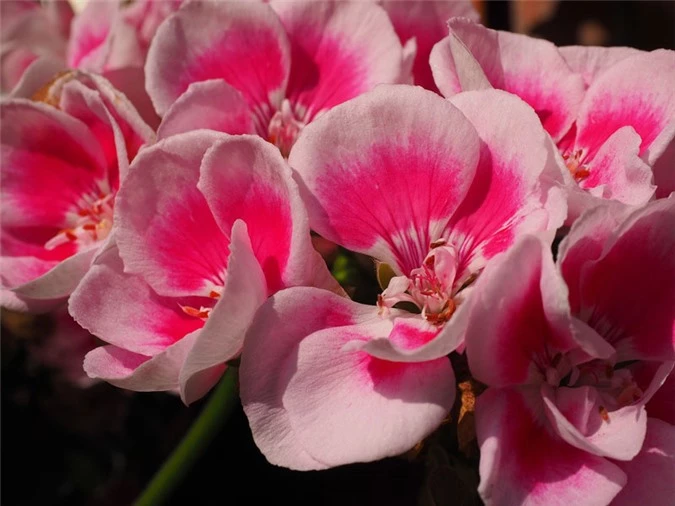 9 loài hoa treo giỏ rực rỡ nhất, dễ trồng nhất trong nhà - 6
