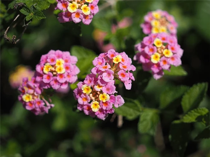 9 loài hoa treo giỏ rực rỡ nhất, dễ trồng nhất trong nhà - 7