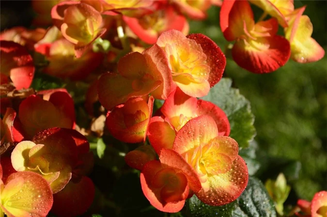 9 loài hoa treo giỏ rực rỡ nhất, dễ trồng nhất trong nhà - 8