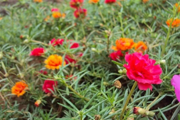 9 loài hoa treo giỏ rực rỡ nhất, dễ trồng nhất trong nhà - 9