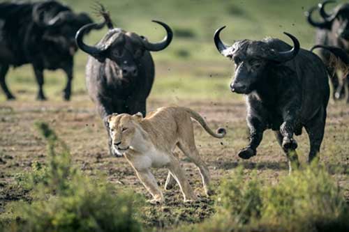 Không lượng sức, sư tử nhận cái kết bẽ bàng