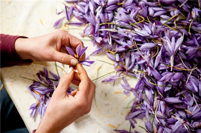 Cận cảnh quá trình thu hoạch saffron - thứ gia vị đắt nhất thế giới được mệnh danh “vàng đỏ“ có giá hàng tỷ đồng 1kg, từng được Nữ hoàng Ai Cập dùng để dưỡng nhan - Ảnh 3.