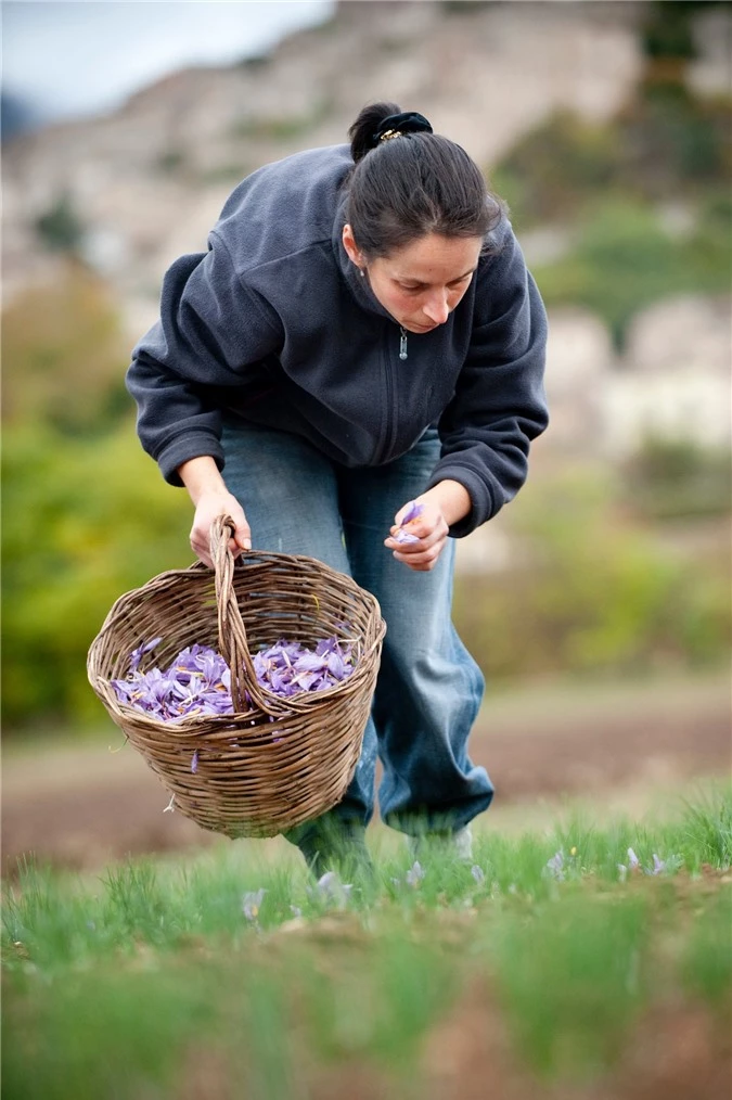 Cận cảnh quá trình thu hoạch saffron - thứ gia vị đắt nhất thế giới được mệnh danh “vàng đỏ“ có giá hàng tỷ đồng 1kg, từng được Nữ hoàng Ai Cập dùng để dưỡng nhan - Ảnh 4.