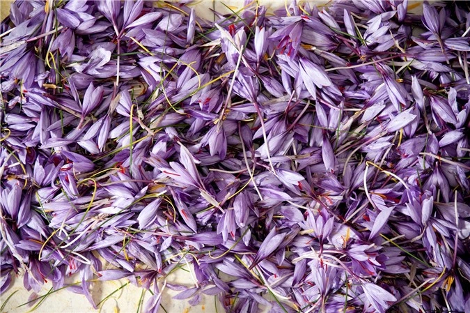 Cận cảnh quá trình thu hoạch saffron - thứ gia vị đắt nhất thế giới được mệnh danh “vàng đỏ“ có giá hàng tỷ đồng 1kg, từng được Nữ hoàng Ai Cập dùng để dưỡng nhan - Ảnh 5.