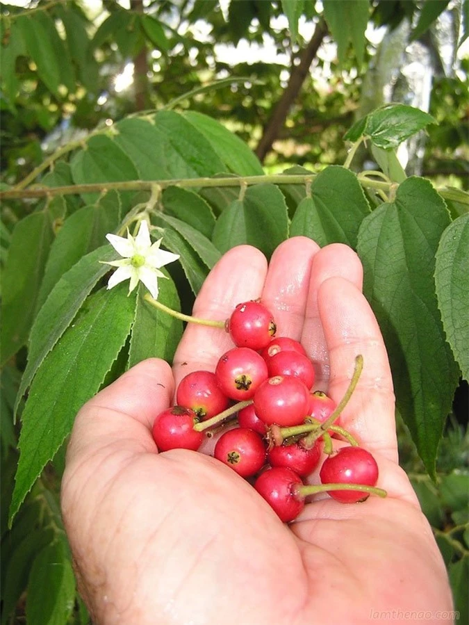 Những loại quả dại mà chỉ cần nếm thử đã thấy cả tuổi thơ ùa về - Ảnh 2.