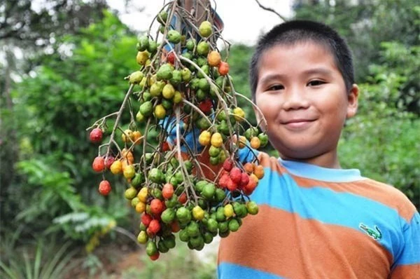 Những loại quả dại mà chỉ cần nếm thử đã thấy cả tuổi thơ ùa về - Ảnh 3.