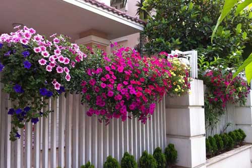 9 loài hoa treo giỏ rực rỡ nhất, dễ trồng nhất trong nhà