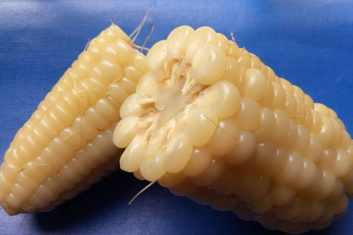 Ăn bắp luộc thay cơm trong 5 ngày và cái kết quá 'ngọt' khiến hội chị em thi nhau bắt chước