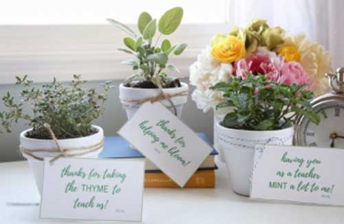 Những loại hoa và cây cảnh phù hợp để mừng thọ, mừng tân gia, khai trương