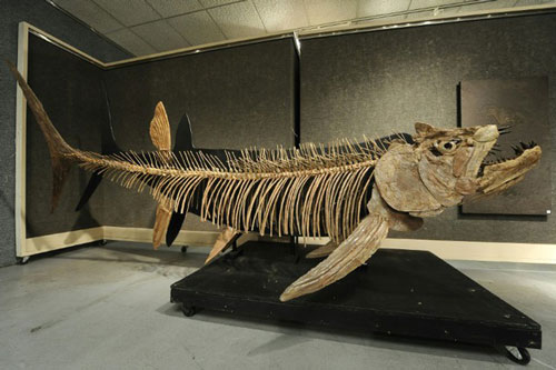 Phát hiện hóa thạch cá khổng lồ tại Argentina