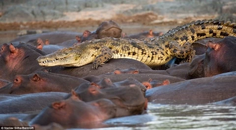 Cá sấu tìm được chạy trốn khi bị 50 con hà mã quây vào giữa.