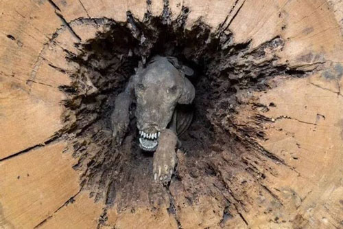 Cưa đứt thân cây sồi, người đàn ông phát hoảng khi thấy khuôn mặt nhe răng nhìn vào mình, tìm hiểu kỹ mới biết câu chuyện kỳ quái chưa từng thấy