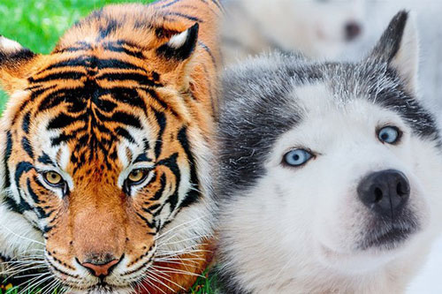 16 loài động vật quyến rũ nhất hành tinh thông qua cuộc bình chọn của 170.000 người