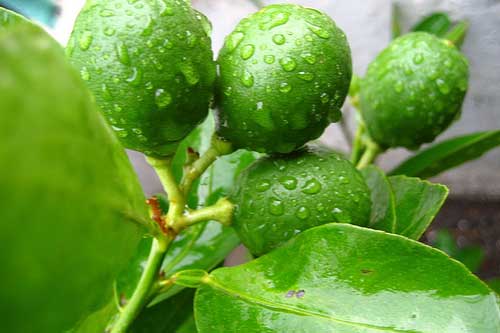 Đây chính là "thần dược" trị "bách bệnh", chẳng tốn tiền mua thuốc tây kiếm đâu cũng có