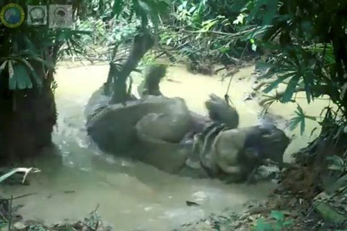 Tê giác Java thích thú đầm minh trong bùn