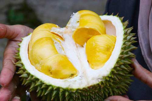 Sầu riêng "gây nghiện" cho nhiều người nhưng những đối tượng này "thèm đến mấy" cũng chớ đụng vào kẻo rước họa