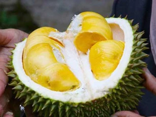 Sầu riêng "gây nghiện" cho nhiều người nhưng những đối tượng này "thèm đến mấy" cũng chớ đụng vào kẻo rước họa