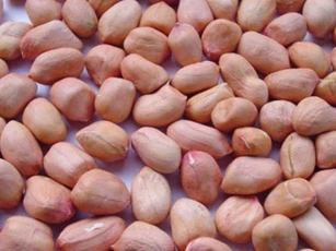 Ăn lạc (đậu phộng) kiểu này cực tốt, vừa phòng chống ung thư lại tốt cho sức khỏe