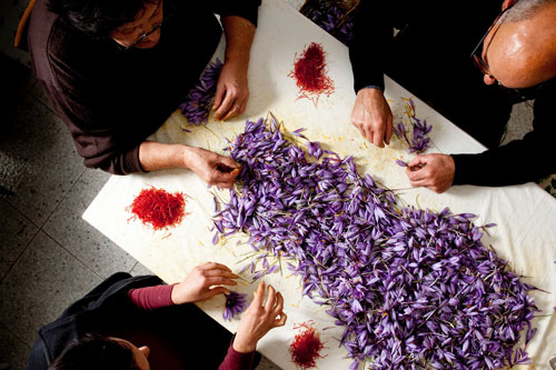 Cận cảnh quá trình thu hoạch saffron - “vàng đỏ" có giá hàng tỷ đồng/kg