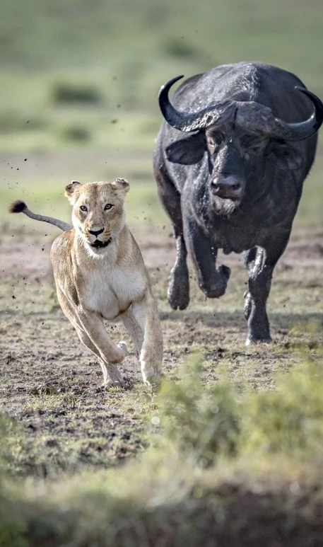 Sư tử đơn độc chọn đàn trâu làm mục tiêu tấn công của mình