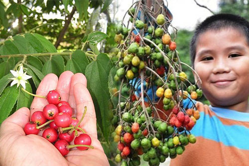 Những loại quả dại mà chỉ cần nếm thử đã thấy cả tuổi thơ ùa về