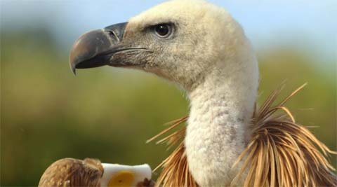 Môi trường sẽ ra sao nếu toàn bộ loài kền kền bị tuyệt diệt