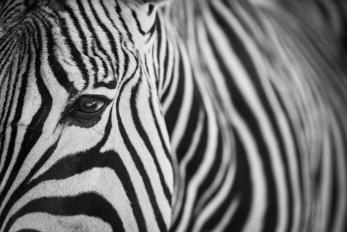 Tại sao con người không thể thuần hóa ngựa vằn?