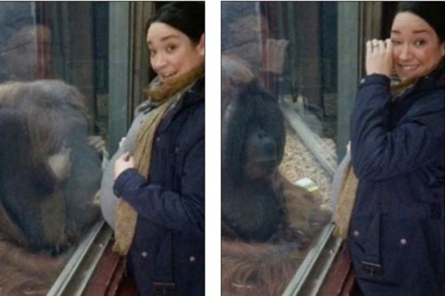 Khoảnh khắc đười ươi hôn bụng bà bầu