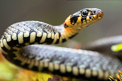 Top 4 con giáp dễ bị tai họa ập xuống, mất tiền mất của trong cuối tháng 5 Âm lịch