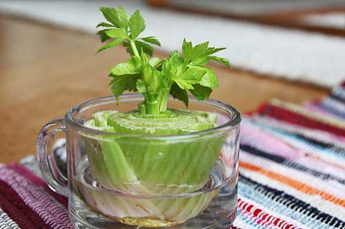 8 loại cây rau trồng chẳng cần hạt giống, hết lại lên