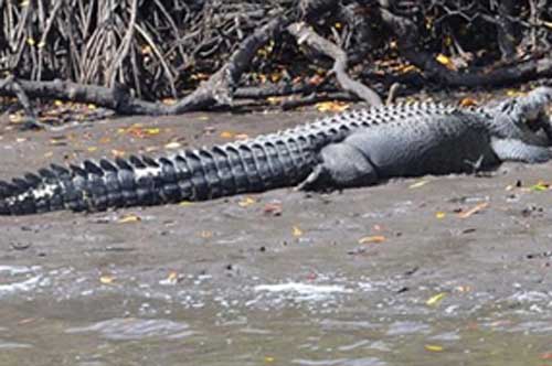 Cá sấu lớn bị cá sấu khổng lồ ăn thịt