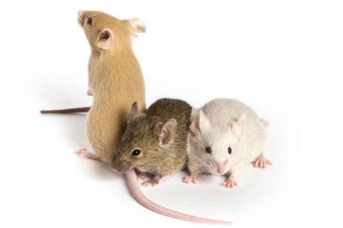 Vận may ập đến, 3 con giáp này dễ đếm tiền mỏi tay, trả sạch nợ nần trong 2 ngày cuối tuần này