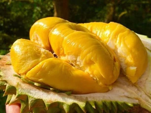 Những loại quả ăn vào buổi sáng là “thần dược”, ăn vào buổi tối phá gan, hại thận