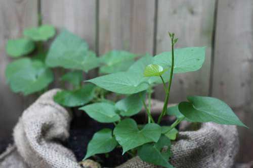 Cách trồng khoai lang trong bao đất bằng mầm ươm từ củ khoai