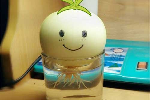 Trồng hành tây trong cốc nước vừa đẹp mắt lại còn có những công dụng thần kỳ này