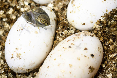 Cá sấu con mở mắt vào top ảnh động vật đẹp nhất thế giới